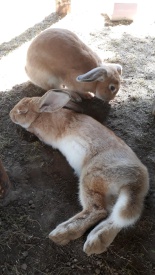 dwa leżące króliki